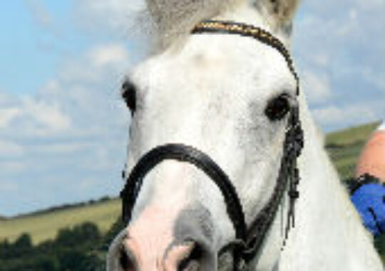Straight from the horse’s mouth – FatBoy talks hayfever and ‘foot in mouth’