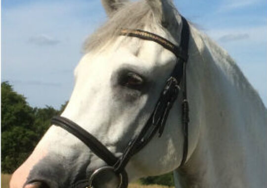 Straight from the horse’s mouth – FatBoy talks moving house and magazines